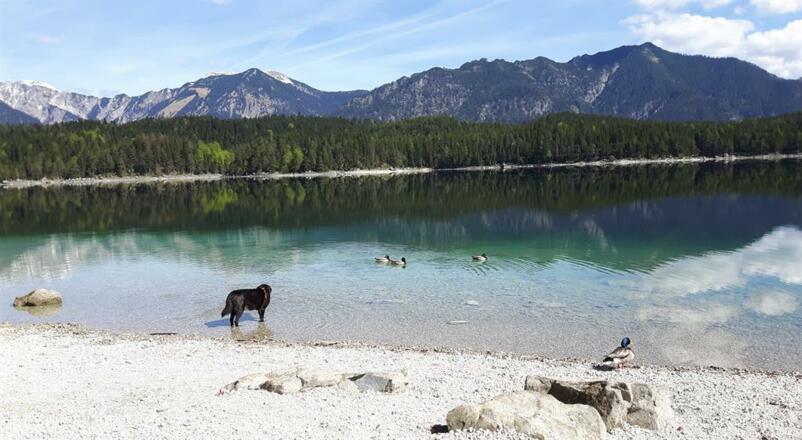 Eibsee und Benny, Gästefoto Mai 2017