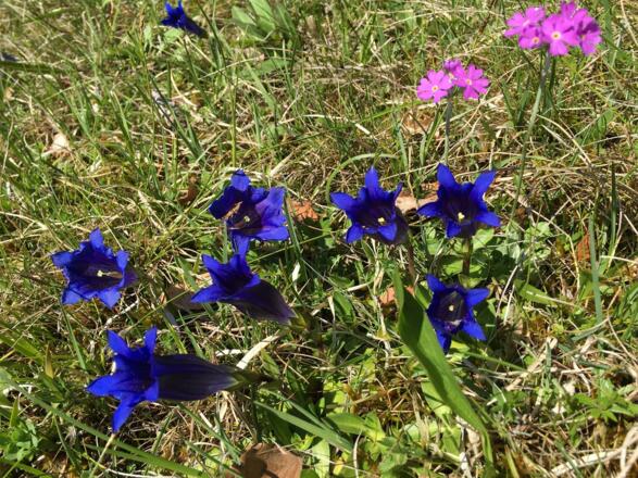 Enzianblüte an den Südhängen
