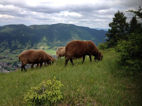 Braune Bergschafe am Berg