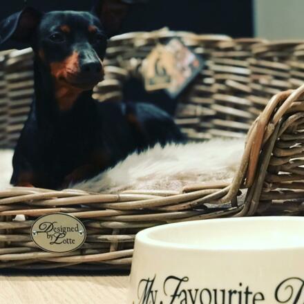 Hunde sind herzlich willkommen