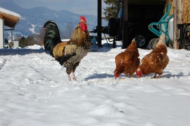 Hühner im Winter