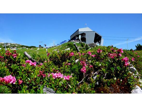 Alpenrosen am Osterfelderkopf