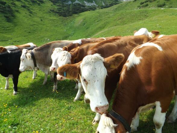 Rinder auf der Hochalm