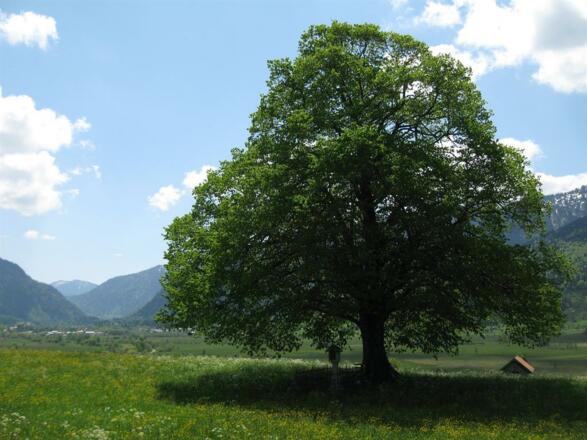 Blick von Unterammergau