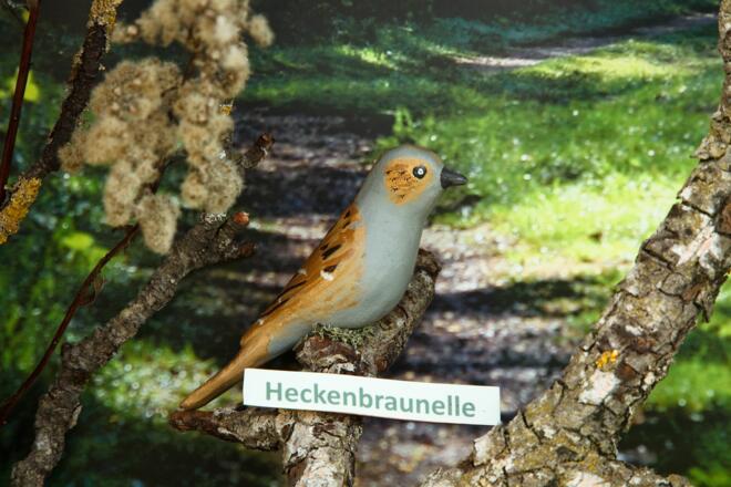 Heckenbraunelle