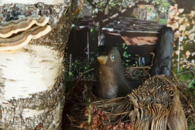 Amsel im Nest