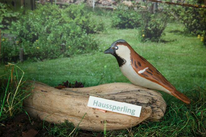 Haussperling