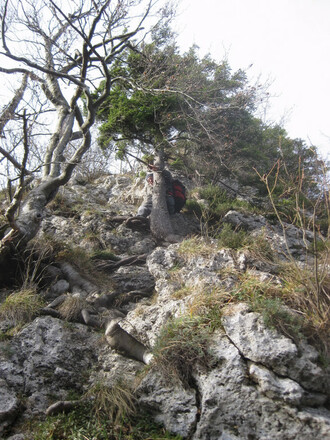 fester Fels und stabiles Wurzelwerk
