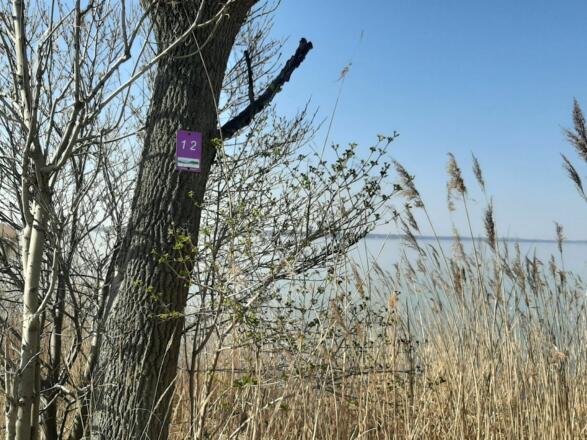 Laufstrecke am Chiemseeufer
