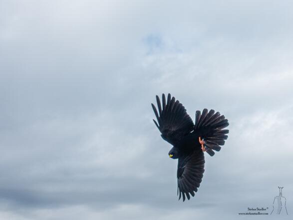 Flugkünste der Dohlen.