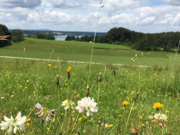 Blumenwiese im Juli vor Holzhauser Kirche mit Blick auf den Starnberger See