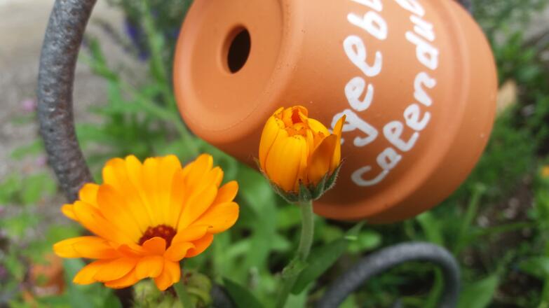 Im Kräutergarten vom Rothenhof Münsing