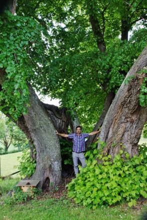 1000-jährige Linde bei St. Wolfgang