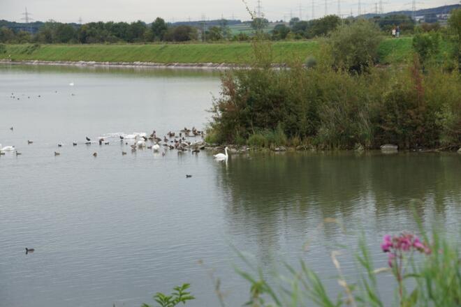 Vogelschutzgebiet am Speichersee