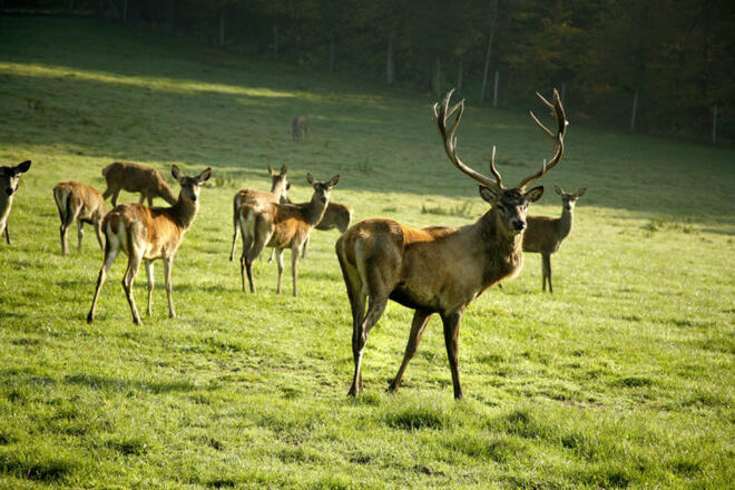 Hirschgehege Giglerhof