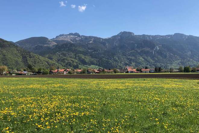 Frühlingswiese in Aschau mit Blick zur Kampenwand