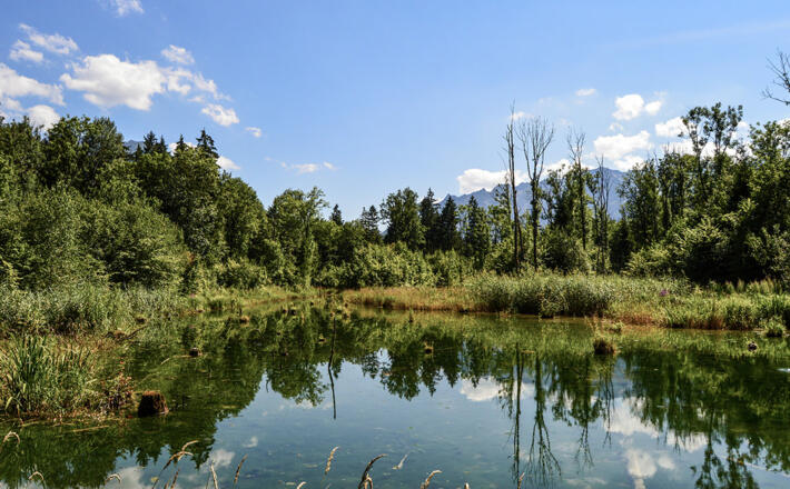 Die Marzoller Au : Auwaldrest