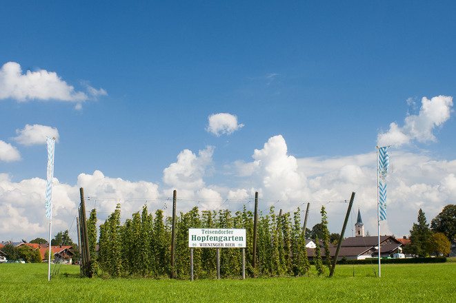 Hopfengarten amTeisendorfer Bierwanderweg