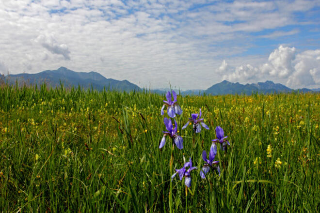 Irisblüte im Grabenstätter Moos