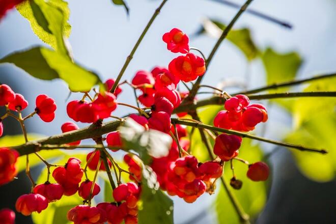Streuwiesen, Blumen und Vögel entdecken