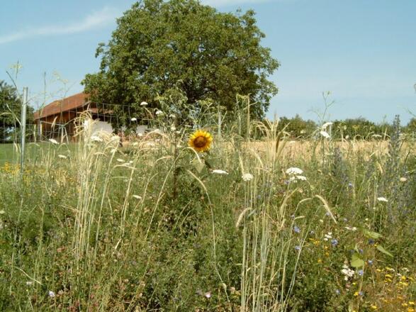 Mehrjährige Mischung