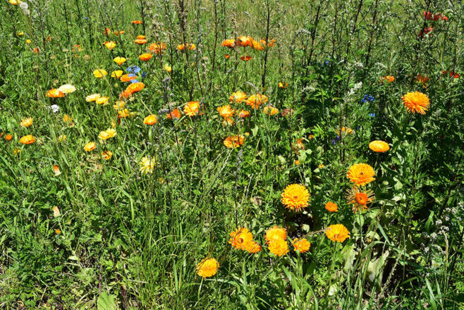 Einjährige Mischung