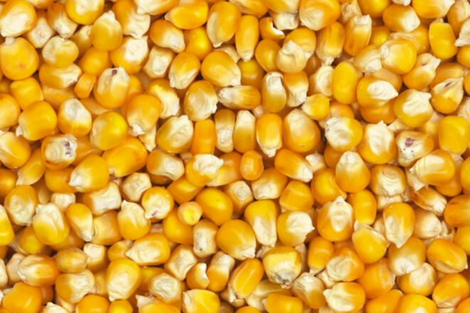 Maiskorn