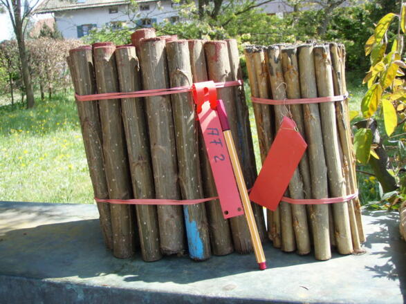 Stecklinge zum Pflanzen