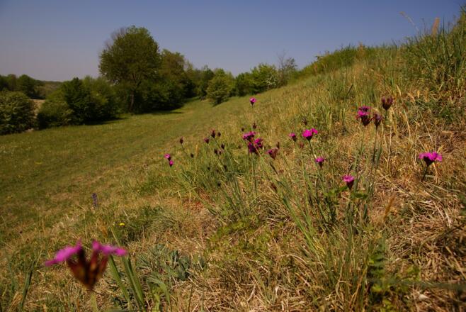 Im Europareservat Unterer Inn bei Ering