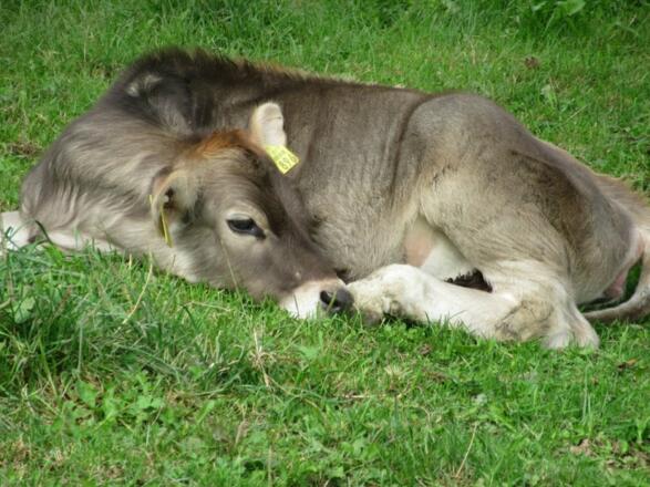 Kalb_liegend