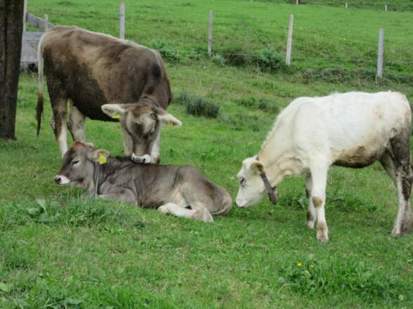 kaelbchenbeschnuppern