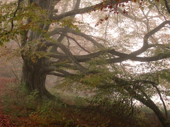 Buschelbuche im Bernrieder Park - Methusalem-Baum