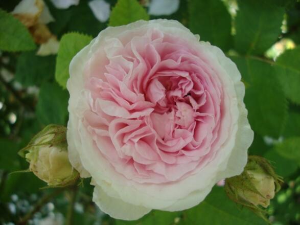 Privatgarten &quot;HerbaLicca&quot;