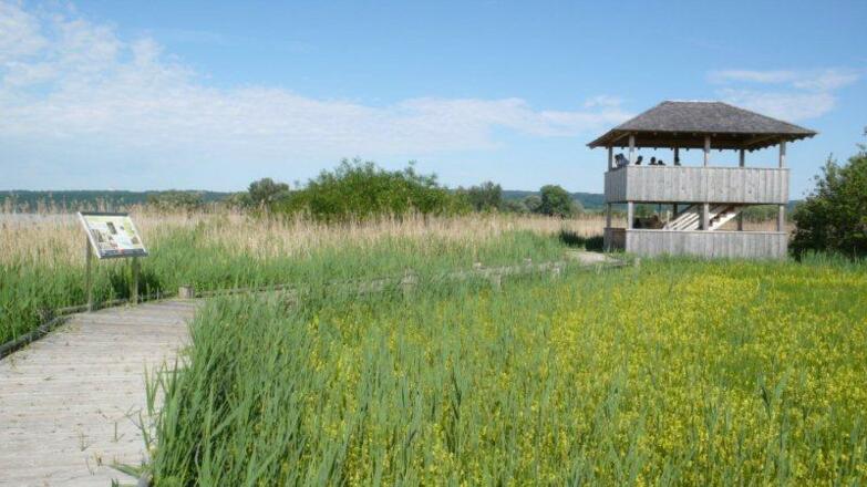 Zum Beobachten der Vögel können Hobbyornithologen einen Aussichtsturm nutzen