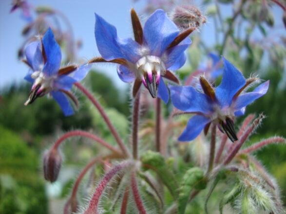 Privatgarten &quot;HerbaLicca&quot;