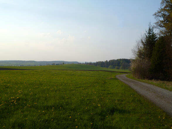 Blick über die freien Wiesen und Felder auf der Nordwestseite des Schellenbergs - bei genauem Hinschauen erkennt man am linken Bildrand die Eberfinger Kirche.
