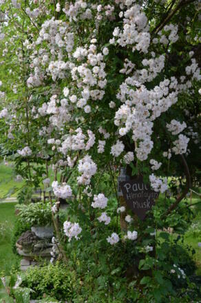 Wieshof Heilpflanzenlehrgarten