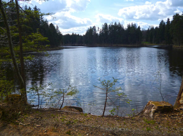Blick über den Pollinger Weiher.