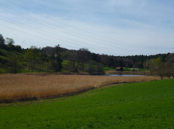 Blick vom Weg südlich des Weilers Eichendorf auf den Eichendorfer Weiher.
