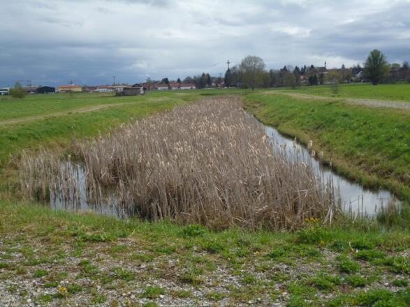 Das schilfbewachsene Regenwasserrückhaltebecken am Gräbenbach nordöstlich von Raisting.