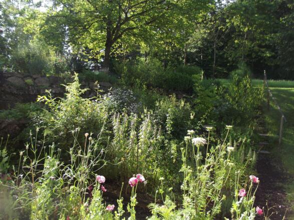 Wieshof Heilpflanzenlehrgarten