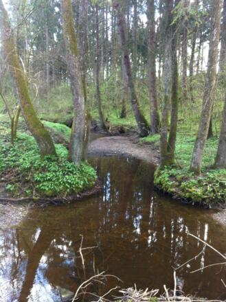 Am Weiler Glashütte schlängelt sich der Brünnlesbach entlang