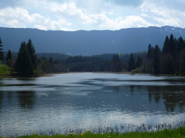 Idyllisch liegt der Fronreitner See vor den bewaldeten Hügeln des Alpenvorlands.