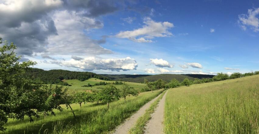 Wandern auf dem Nordic Walking Sparkassentrail Heimbuchenthal, vorbei an Apfelbäumen und grünen Wiesen rund um Heimbuchenthal