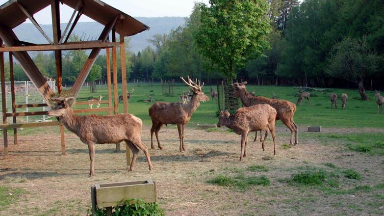 Wildgehege direkt am Landhotel Heimathenhof