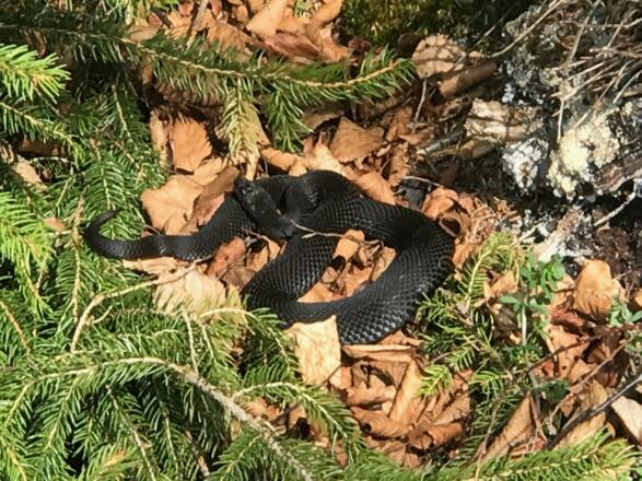 Mit etwas Glück kann man die schwarze Kreuzotter (Höllenotter) beobachten
