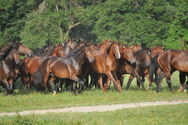 Pferde auf dem Gestüt Schwaiganger