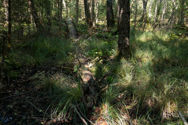 Umgefallener Baumriese im Wald