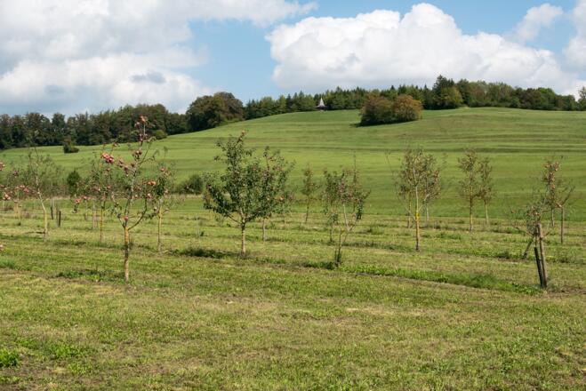 Der Jaudesberg mit Kapelle oben am Waldrand