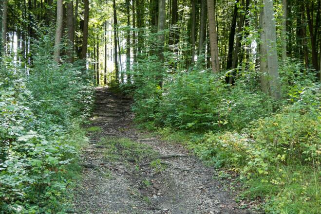 Wurzelweg hinauf zum Kühberg